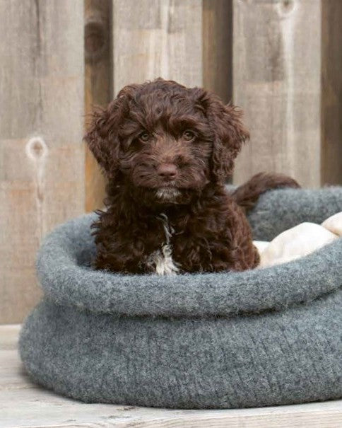 Knits for Dogs